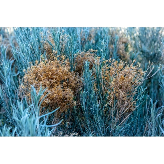 100 Blue Rabbit Bush Seeds for Planting - Hardy Perennial