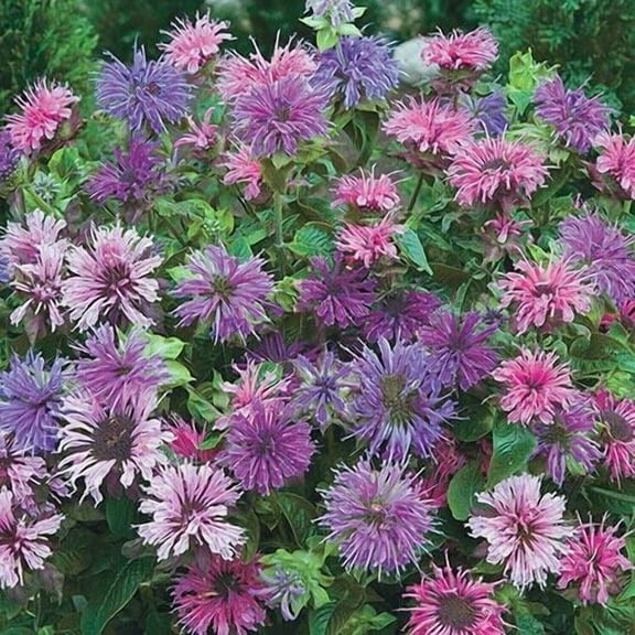 100 Blue Shades Bee Balm