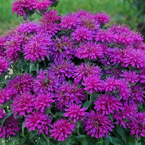 100 Gumball Bee Balm Seeds Vibrant Monarda Flower Seeds for Pollinator Gardens Attracts Bees, Butterflies & Hummingbirds