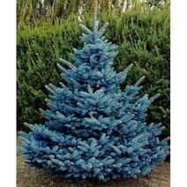 100 Blue Spruce Seeds for Planting | Colorado Blue Spruce, Picea pungens glauca | Attractive Trees fro Privacy or Landscaping