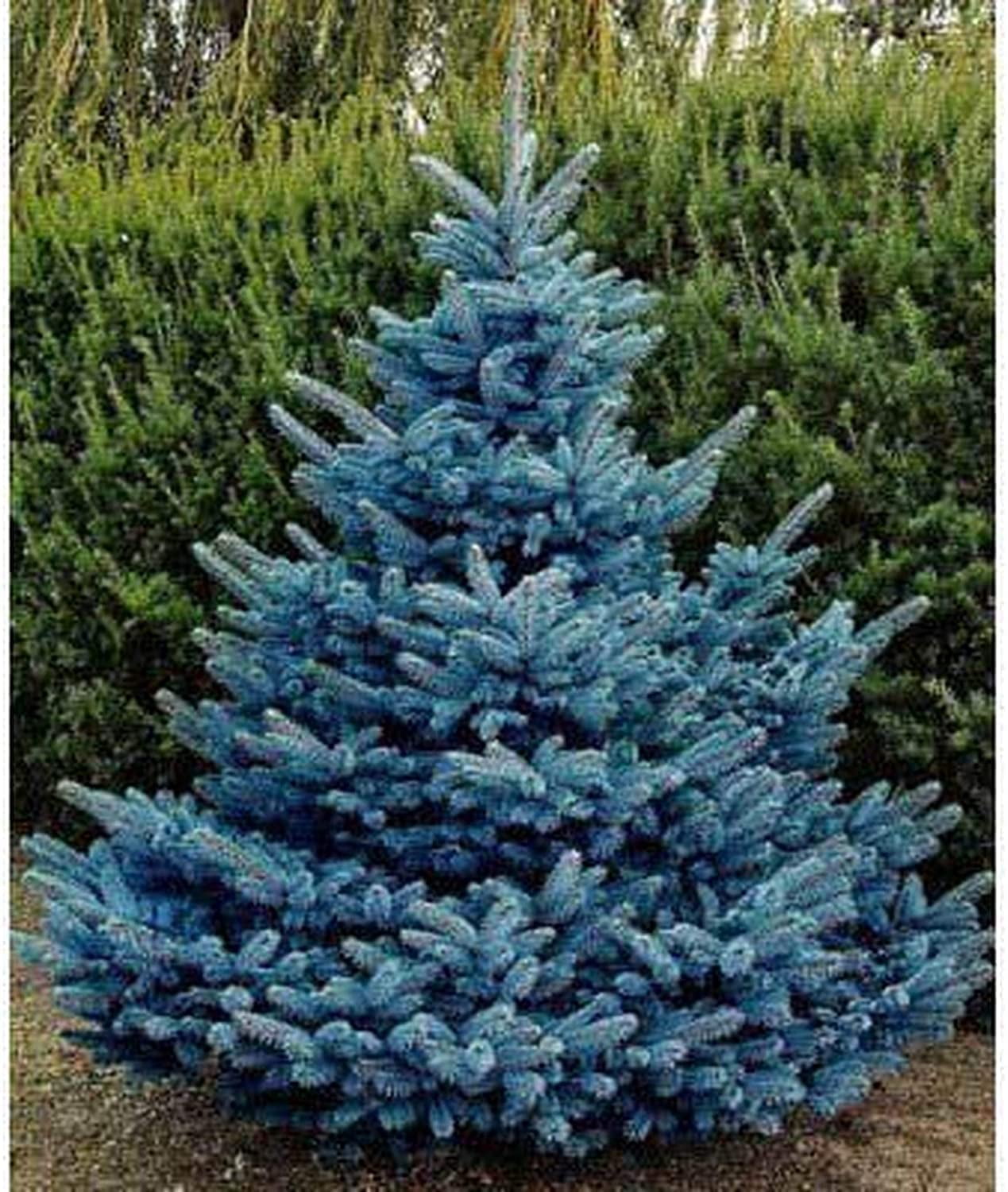 100 Blue Spruce Seeds for Planting MVR1 | Colorado Blue Spruce, Picea