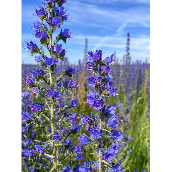 100 Blue VIPERS BUGLOSS Echium Vulgare Blue Flower Seeds