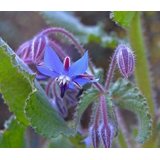 Borage Flower Seeds - Edible Blue Blooms for Pollinators - Jerra's Garden Borage Flower Seeds - Edible Blue Blooms for Pollinators - Jerra's Garden