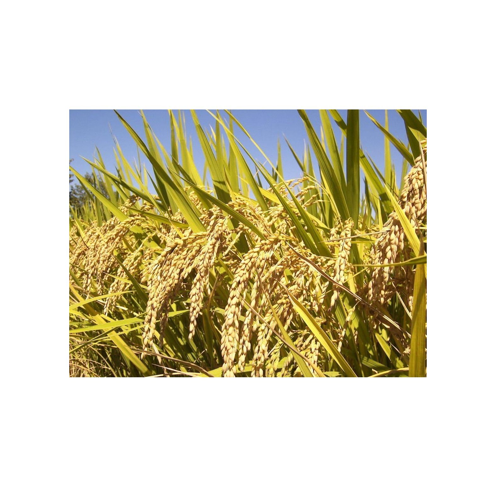 100 Brown Jasmine Rice Fragrant Long Grain Thai Oryza Sativa Vegetable