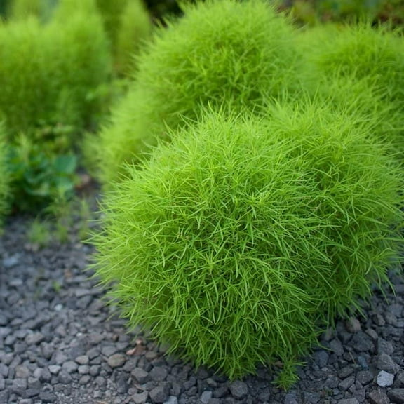 100 Burning Bush Seeds - (GREEN) Summer Cypress, kochia scoparia
