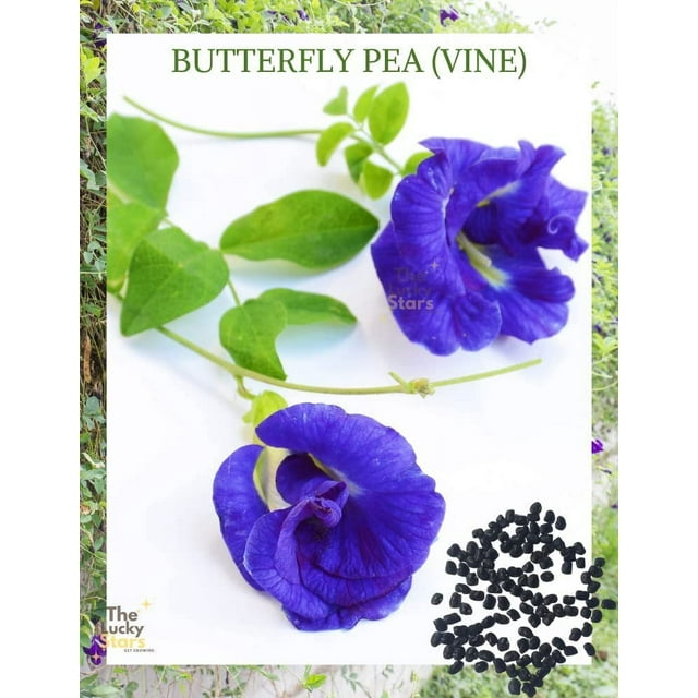 100 Butterfly Pea Flower MMF7 Seeds HOA Dau Biec Blue Butterfly Pea
