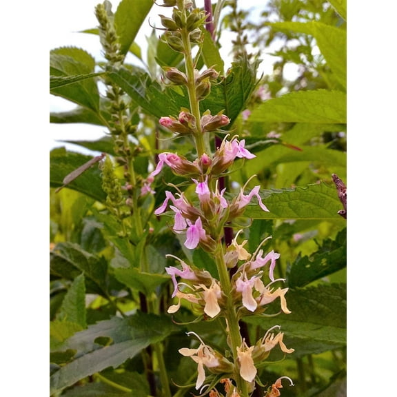 100 CANADIAN GERMANDER American Wood Sage Teucrium Canadense Herb Flower Seeds