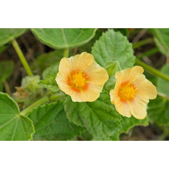 100 COUNTRY MALLOW (Bala / Flannel Weed) Sida Cordifolia Flower Seeds
