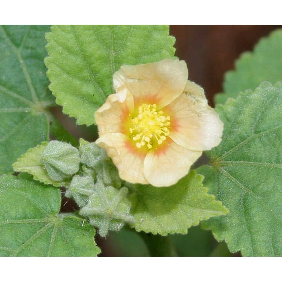 100 COUNTRY MALLOW (Bala / Flannel Weed) Sida Cordifolia Flower Seeds
