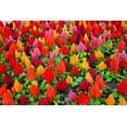 thumbnail image 1 of 100+ Celosia Seeds - Mixed Color Pampas Plume- Made in USA - Celosia Seeds, 1 of 3