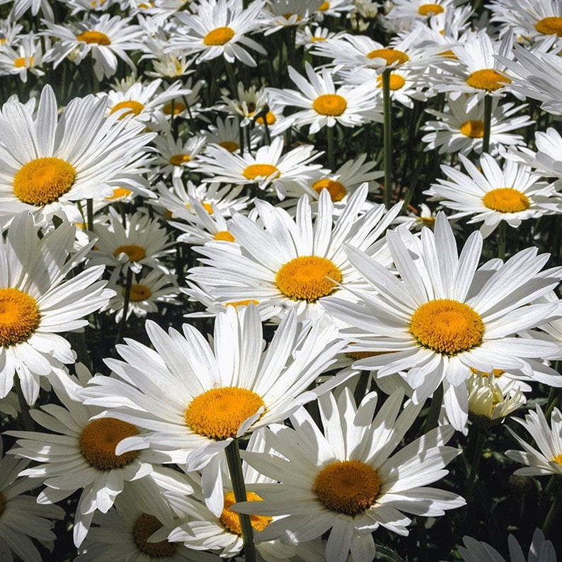 100 Chrysanthemum Seeds Perennial Non- Mix for Garden Blooms