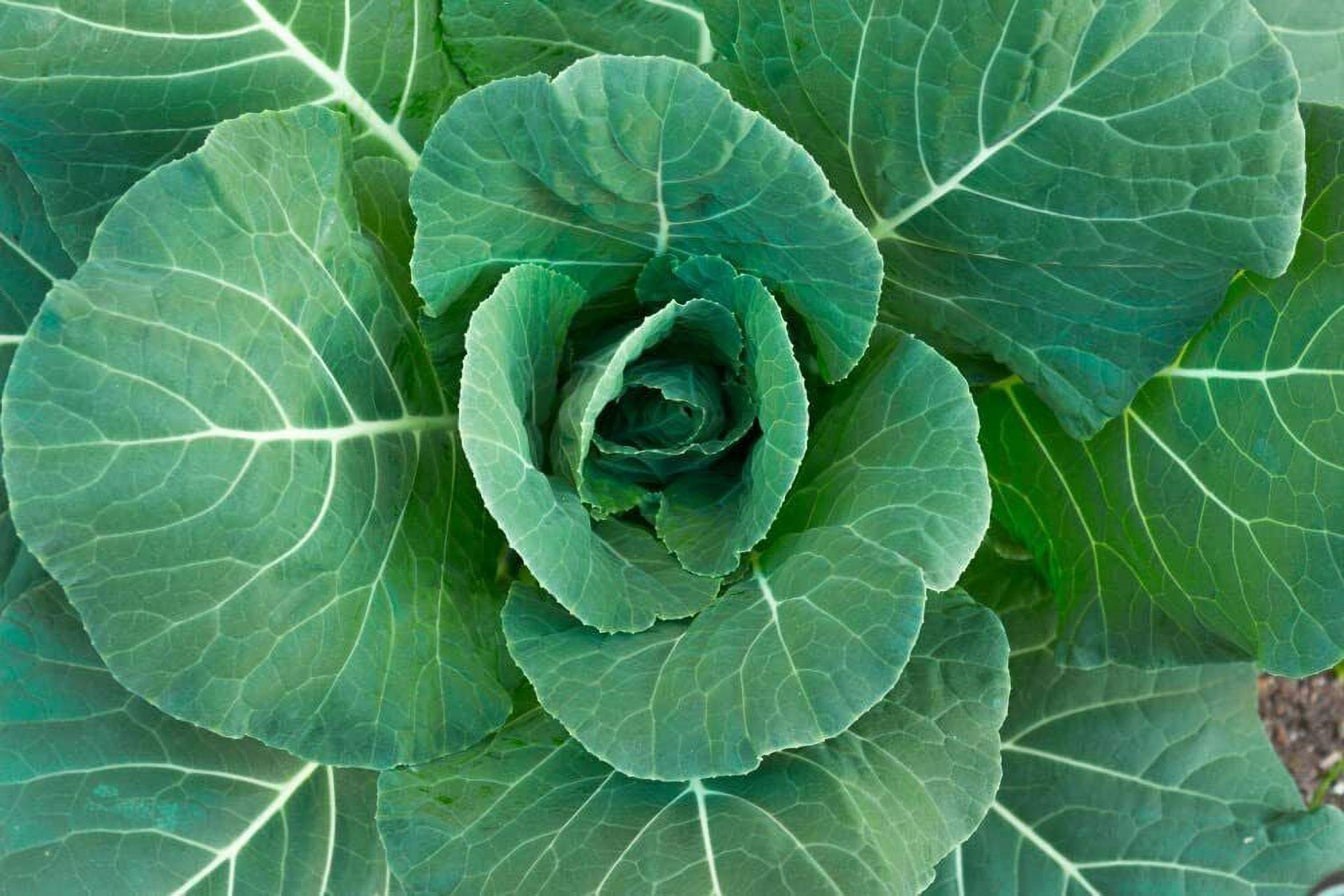 100 Collard Green Seeds for Planting Collard Greens Hi Yield