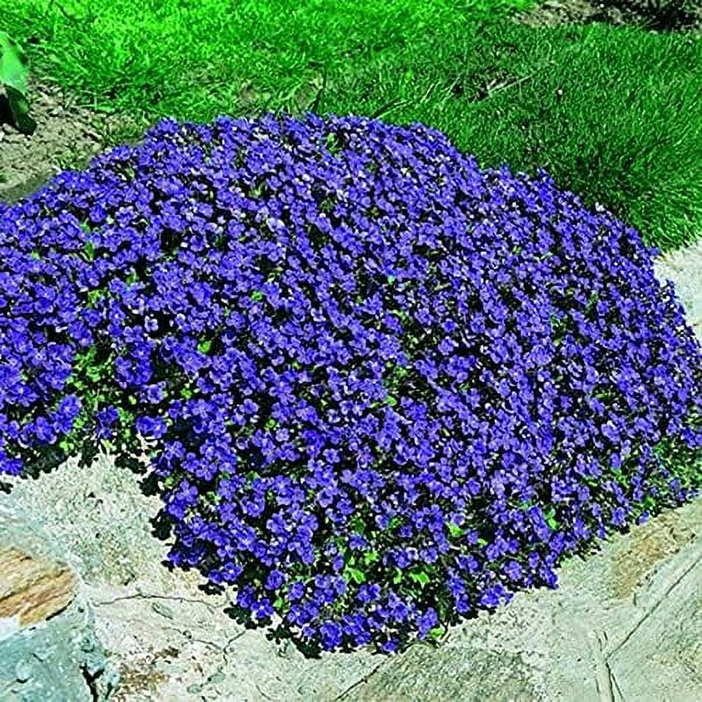 100 Creeping Thyme Seeds Rock Cress Breckland Wild Creeping Elfin Thyme