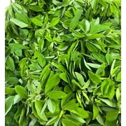 100 Crotalaria Longirostrata Seeds Planting Chipilin Guatemalan Giant Heirloom Chipilin Seeds for Planting