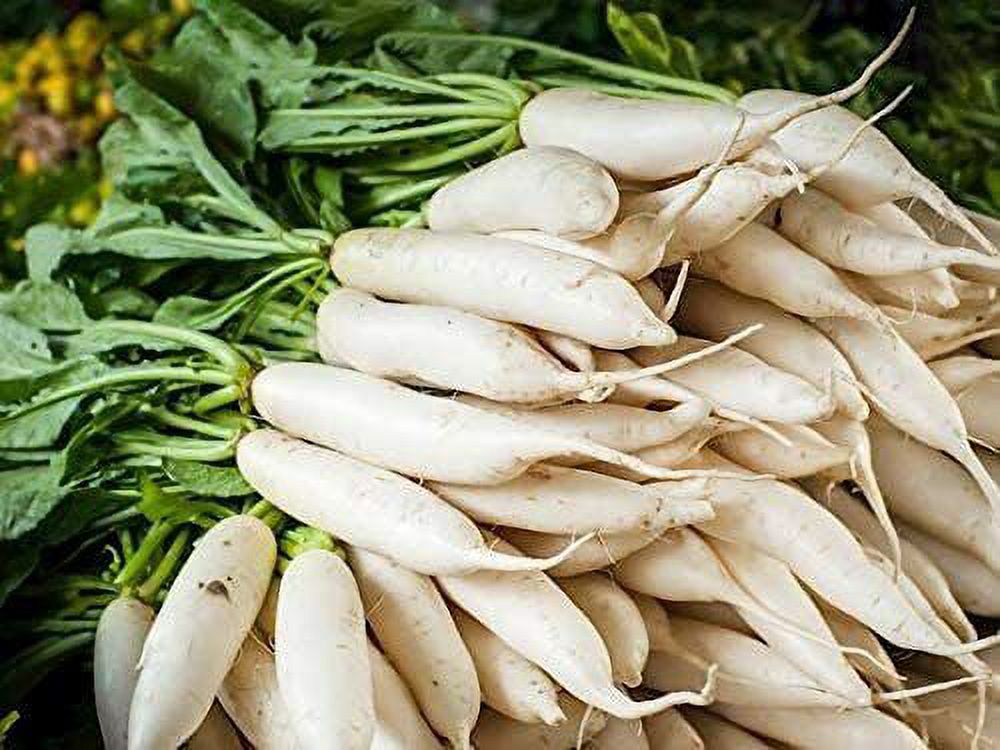 100 Daikon Radish Seeds Cover Crop Seeds for Planting