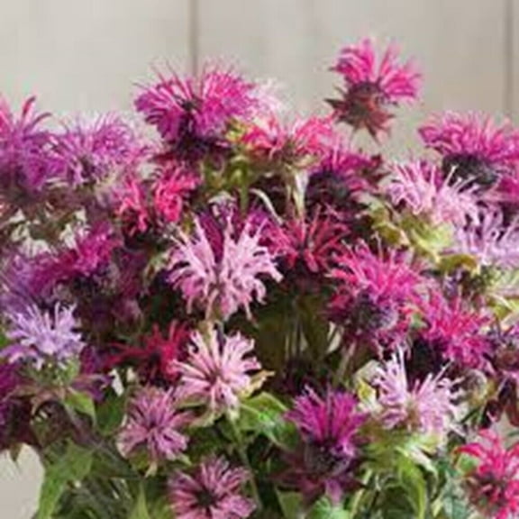 100 Double Mix Bee Balm Seeds