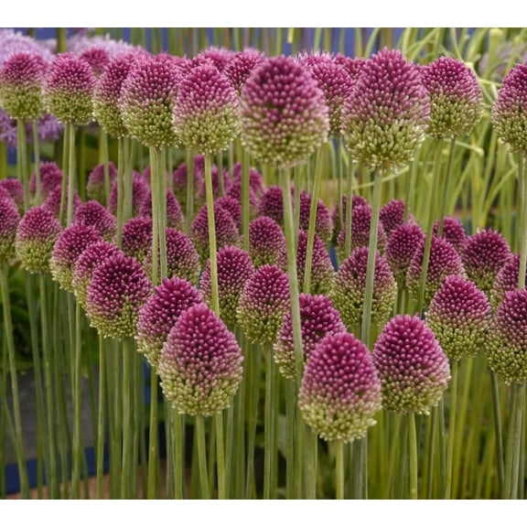 100 Drumstick Allium Bulbs for Planting - Perennial Garden or Container Flowers