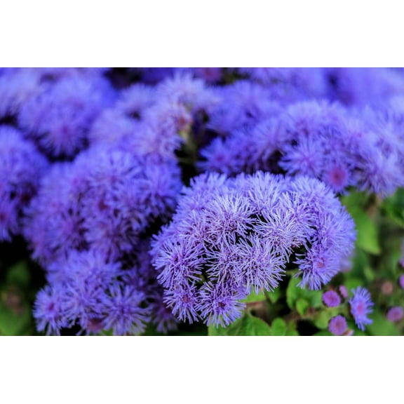 100 Dwarf BLUE MINK AGERATUM Houstonianum Fuzzy Double West Indies Flower Seeds