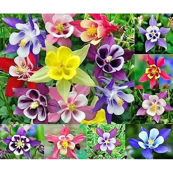 100 Dwarf Columbine Double Mixed Color - Easy to Grow and Amazing to See