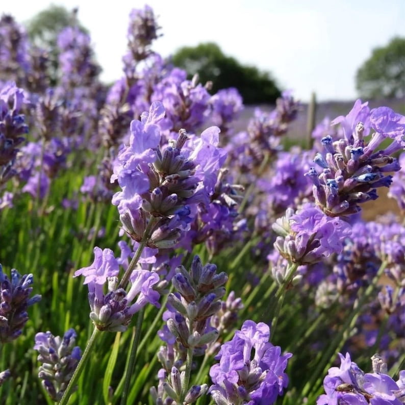 100 Dwarf Lavender-Little Lady Seeds Perennial Non- Mix for Garden Blooms
