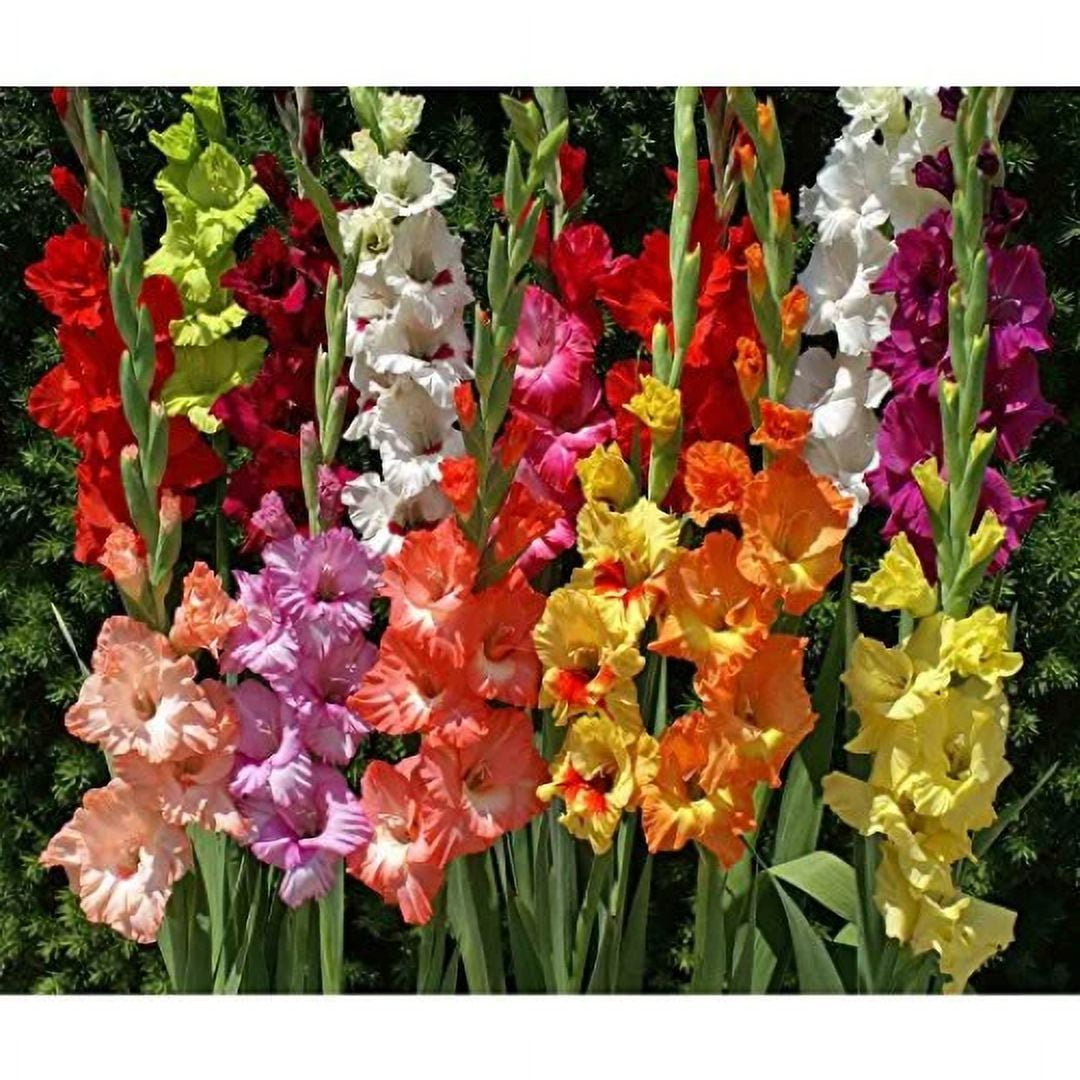 100 Easy To Grow Gladiolus Bulbs