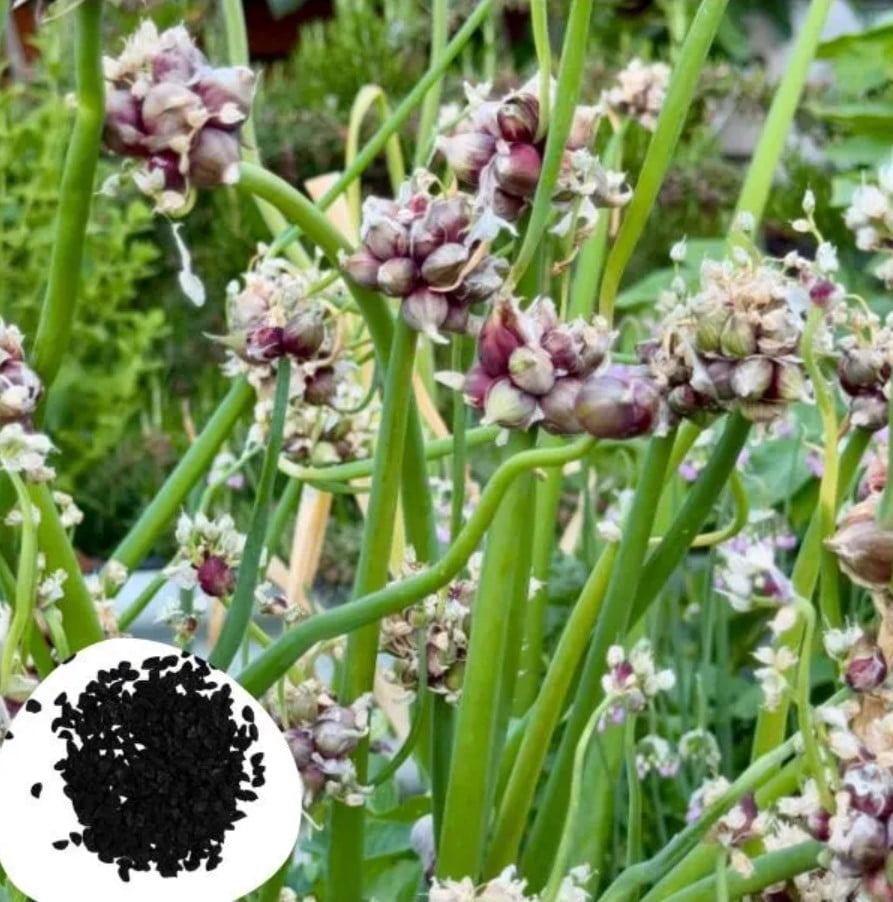 100 Egyptian Walking Onion Seeds, Perennial Vegetable Seeds, Not Bulbs, Cold Hardy Perennial Onion Herb for Home Garden Planting