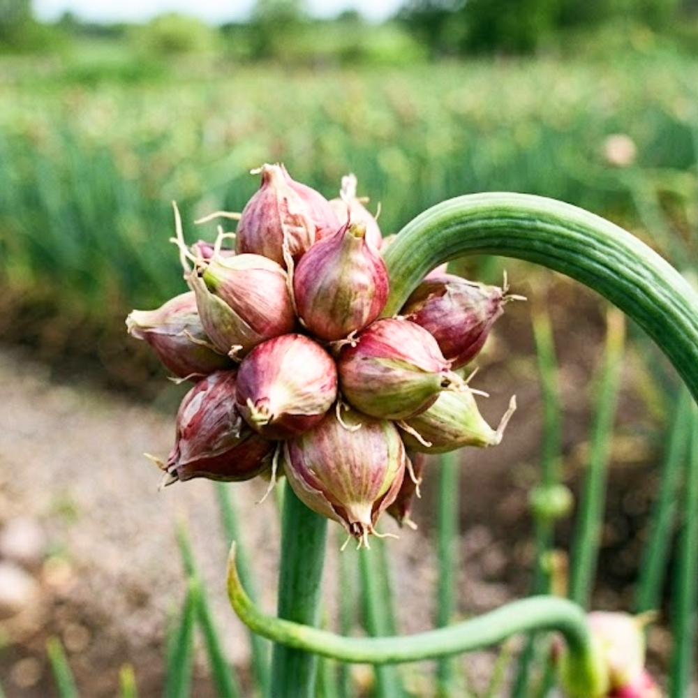 100 Egyptian Walking Onion Seeds for Planting, High Yield Walking Onion Plant for Vegetable Garden, Suited for Zone 3 to 10