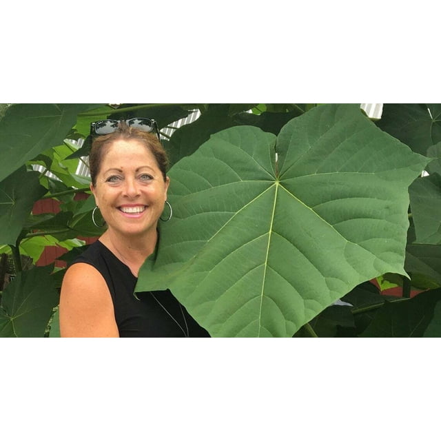 100 Empress Tree Seeds Fast Growing Hardwood