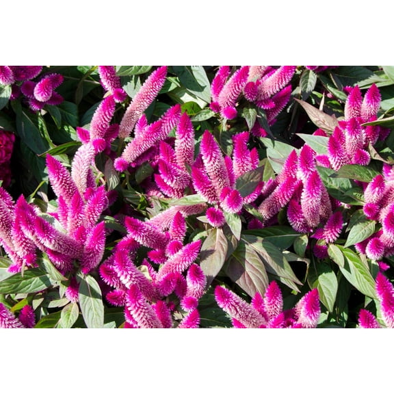100 FLAMINGO FEATHER Wheat CELOSIA Spicata Pink & White Flower Seeds