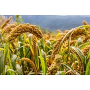 100 FOXTAIL MILLET Setaria Macrocheata Ornamental Grass Flower Seeds