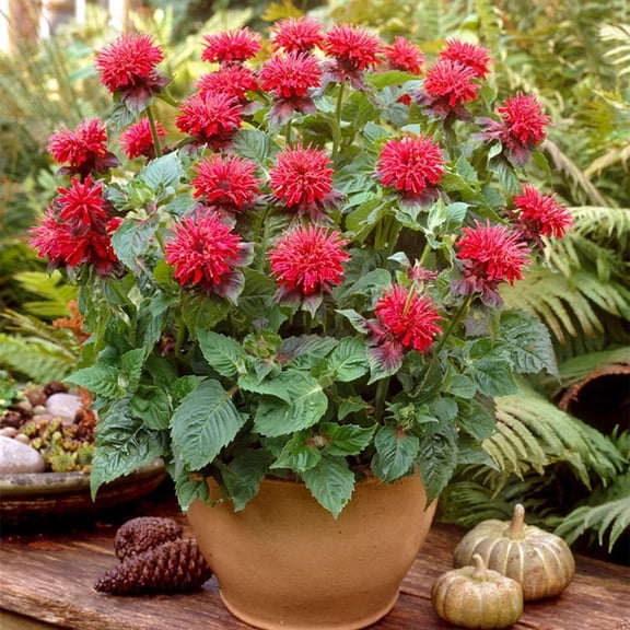 100 Fireball Bee Balm Seeds
