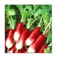 100 French Breakfast Radish DHF10 Seeds NonGMO Fresh Garden Seeds