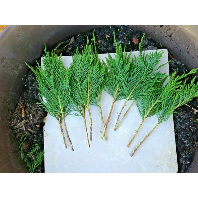 (100) Fresh S.C. Leyland Cypress 68" Tree Cuttings Privacy Screen Fast