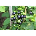 thumbnail image 1 of 100 GARDEN HUCKLEBERRY (Ground Cherry) Solanum Melanocerasum Berry Fruit Bush Seeds, 1 of 5