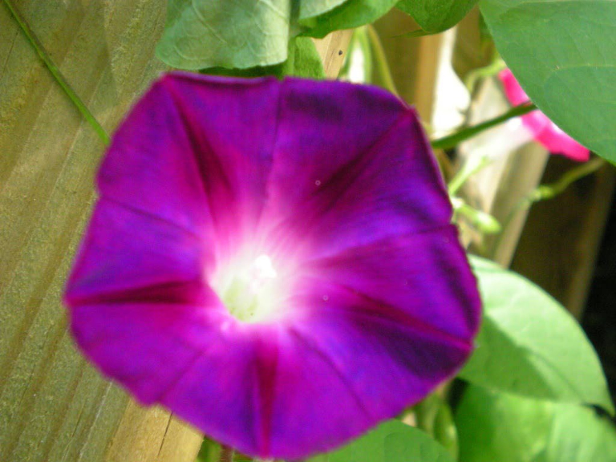 100 Grandpa Ott Morning Glory Seeds – Ipomoea Purpurea Vine Flowers, USA Grown