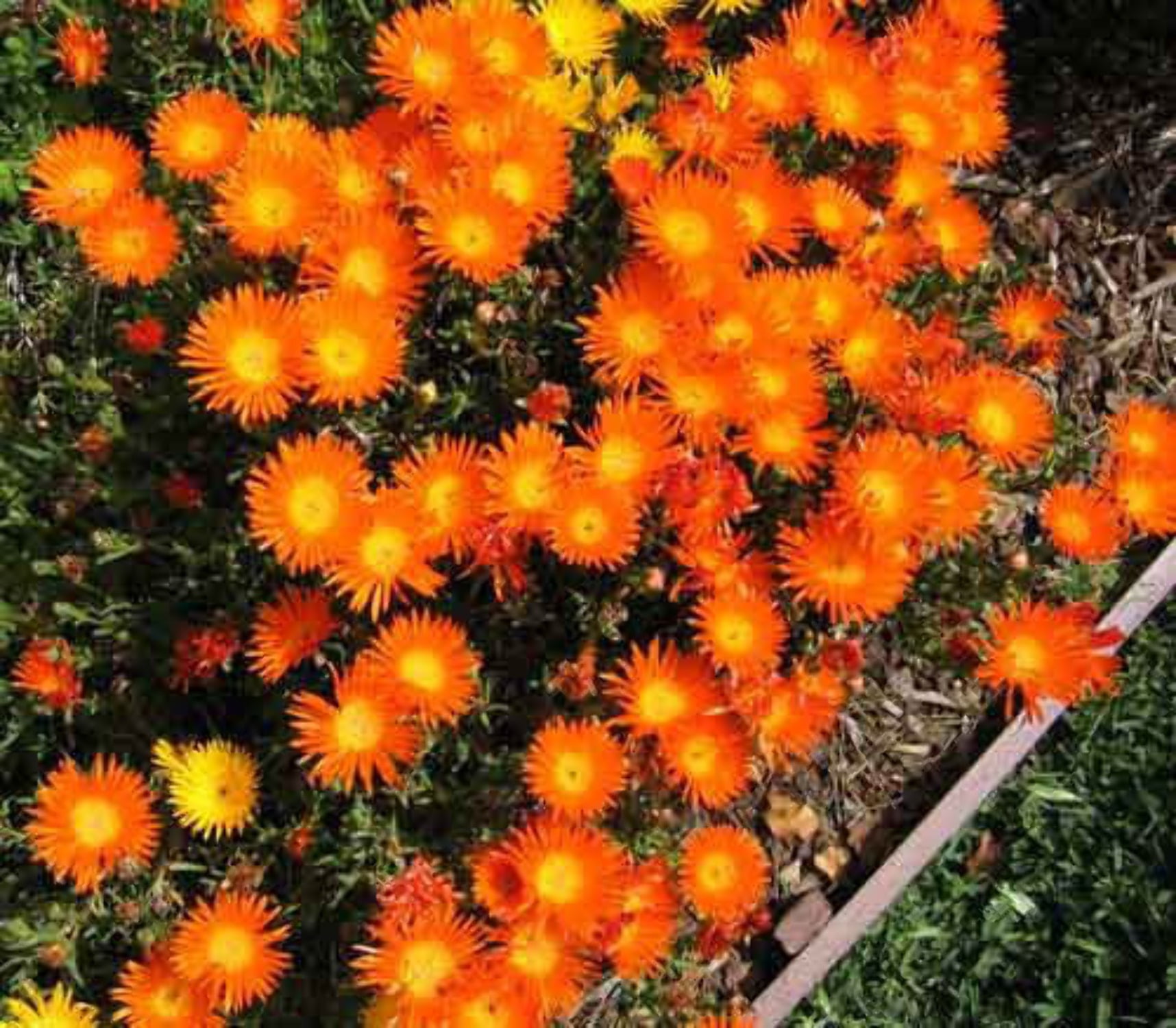 17+ Ice Plant Livingstone Daisy