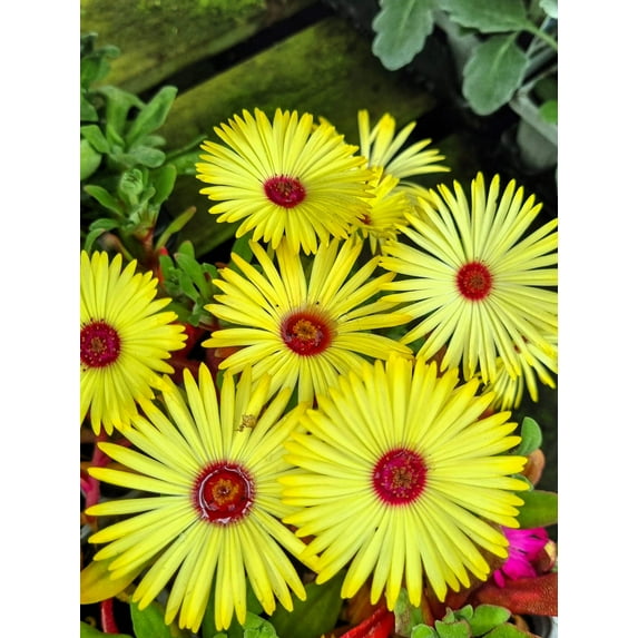 100 Gelato YELLOW ICE PLANT Mesembryanthemum Daisy Livingstone Succulent Flower Seeds