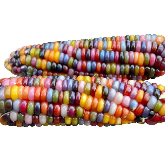 100 Glass Gem Corn Seeds Non-GMO MVR1Popcorn Delicious Jewel-Toned Glass-Like Kernels Grown in USA Rare Ornamental and Edible HARLEY SEEDS