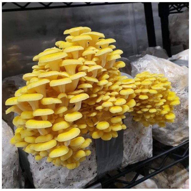 100 Golden Oyster Mushroom Plugs/Dowels to Inoculate Logs or Stumps to