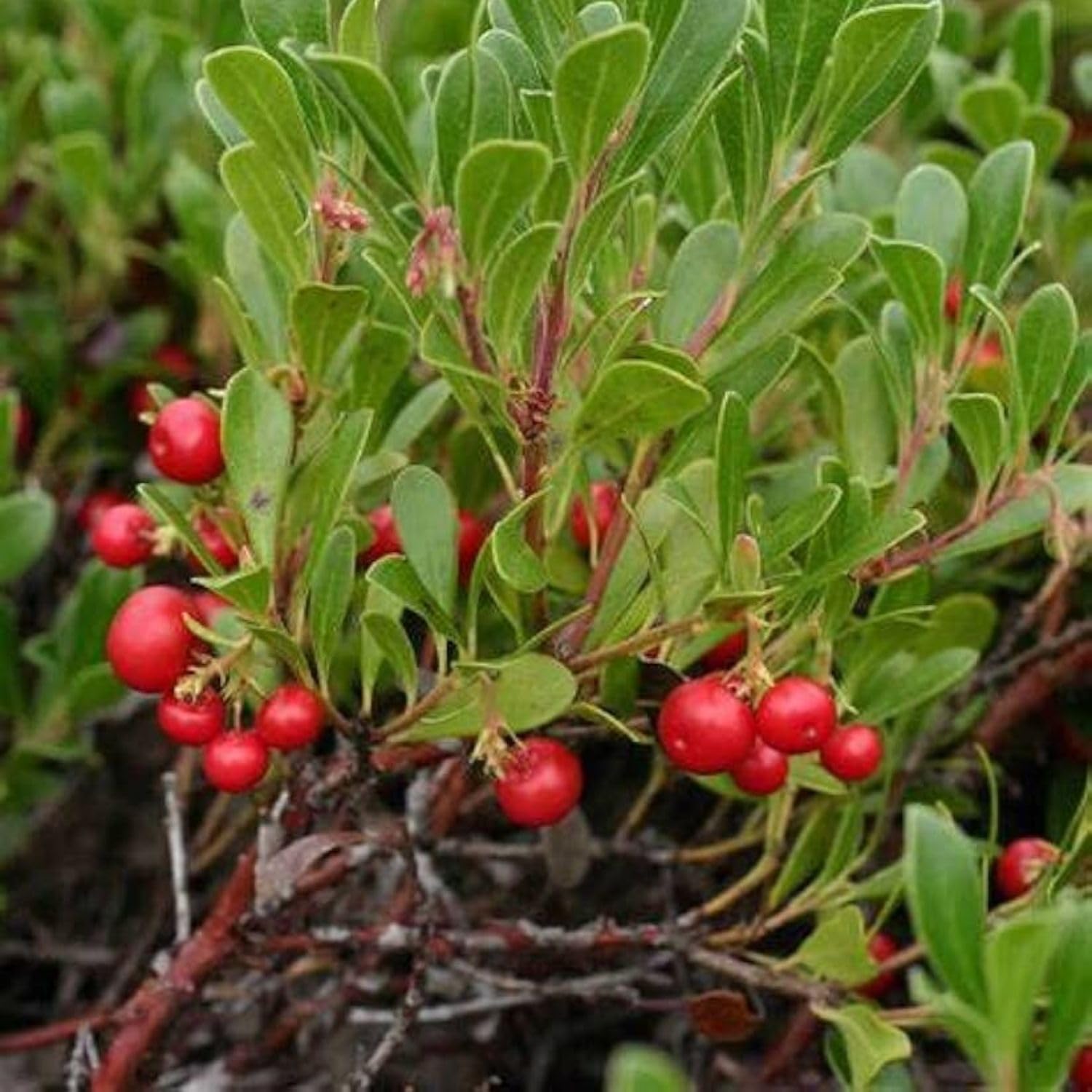 100 Gram Dried Bearberry Leaf for Tea Arctostaphylos UvaUrsi L
