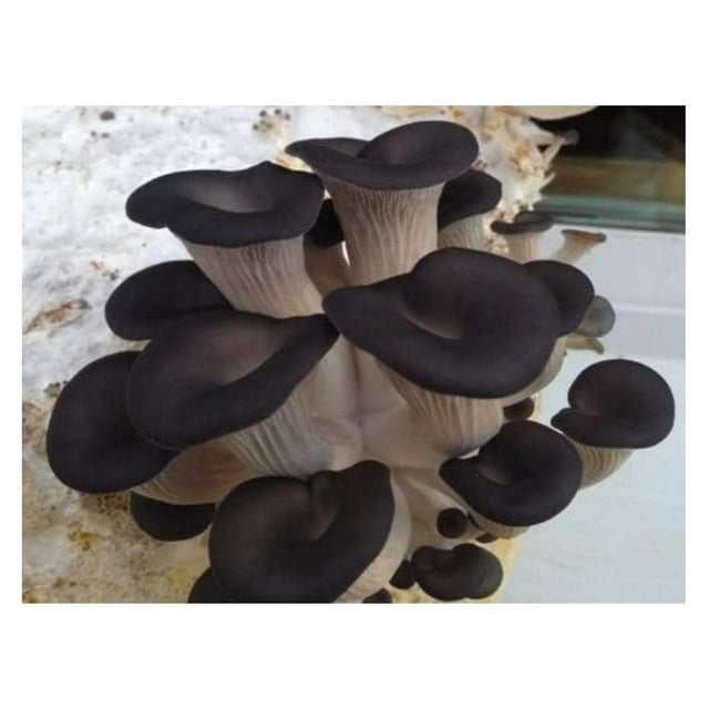 100 Grams/4 oz of Black Oyster Mushroom Mycelium to Grow Gourmet and
