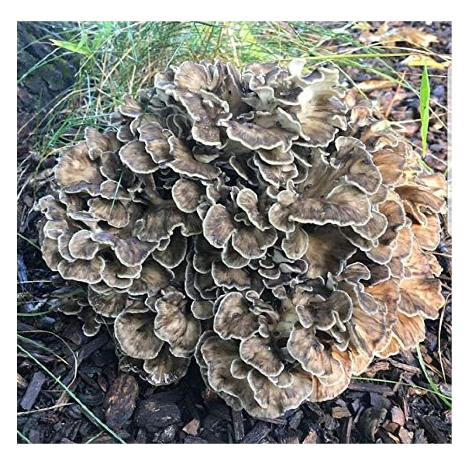 100 Grams/4 oz of Maitake (Hen of The Wood) Mushroom Mycelium to Grow