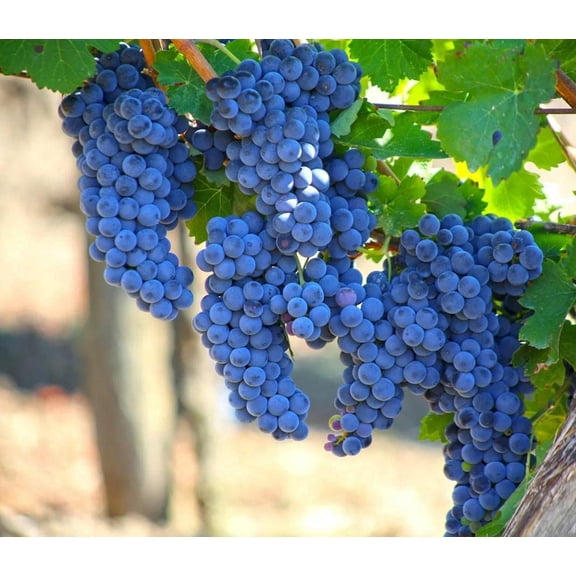 100 Grape Plant Seeds, High Germination Rate