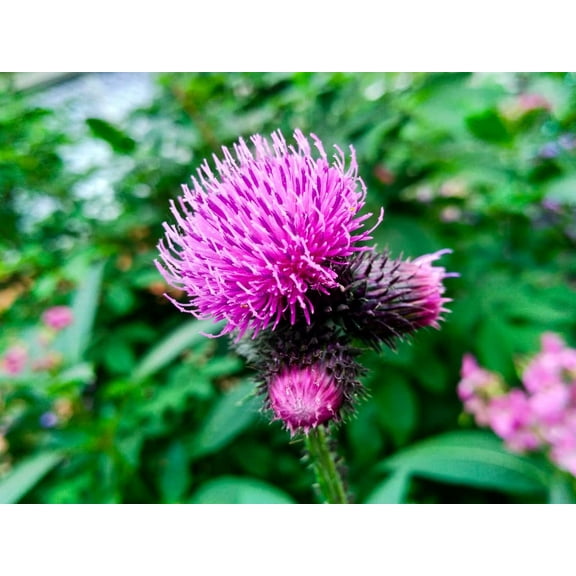 100+ Greater Burdock Root Seeds to Plant - Arctium lappa