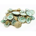 thumbnail image 1 of 100 Green Limpet Shells Seashells Shellcraft Beautiful Beach Nautical, 1 of 3