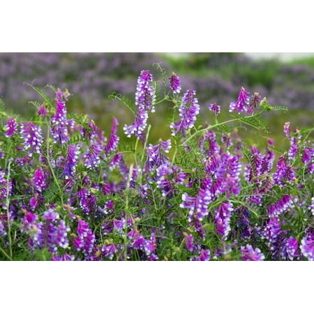100 HAIRY CROWN VETCH (Russian Vetch) Vicia Villosa Flower Vine Seeds