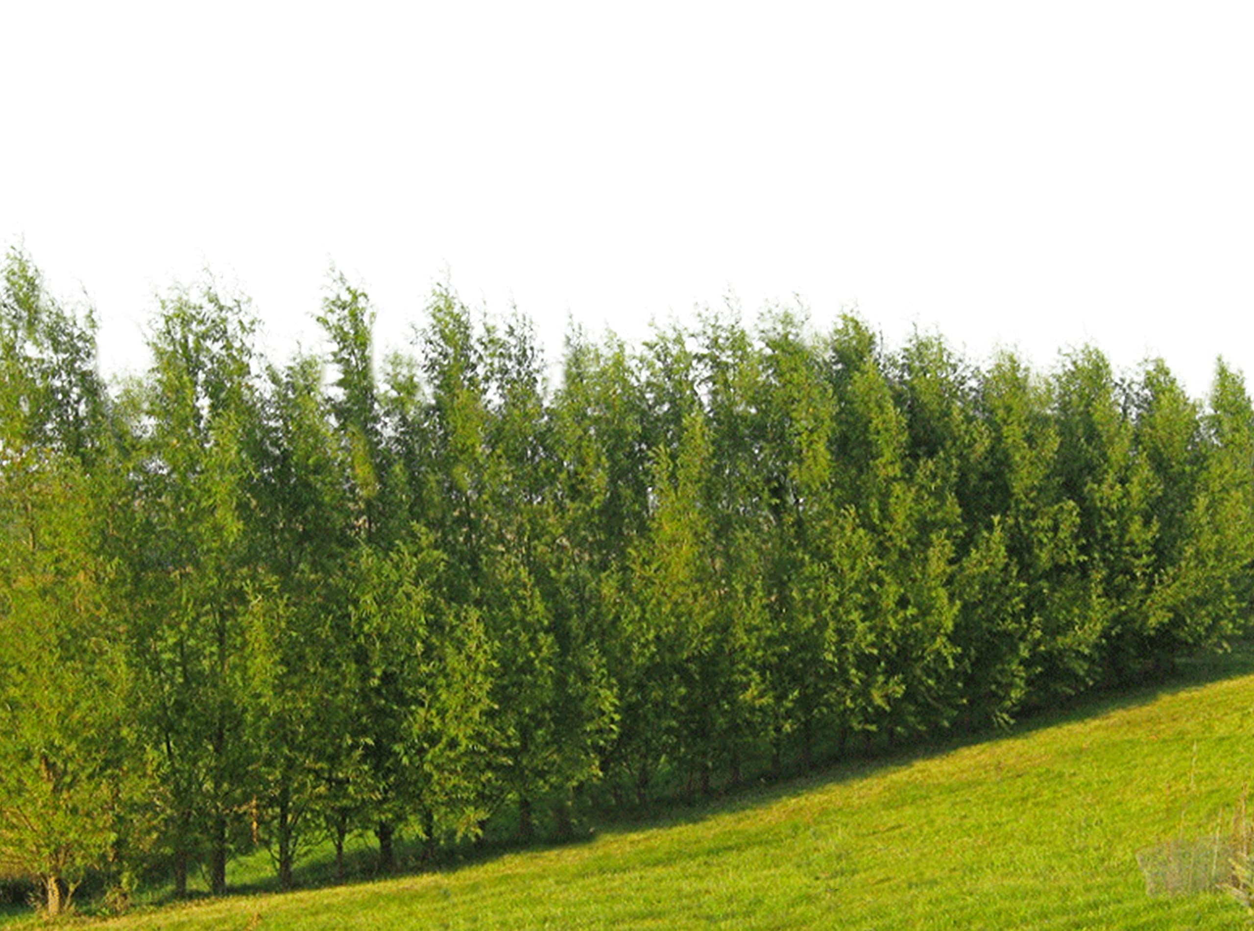 100 Hybrid Willow Tree Plant - Austree Cuttings Grow 12 Feet 1st  display picture 1