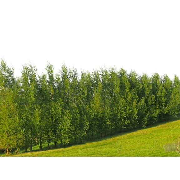 100 Hybrid Willow Tree Plant - Austree Cuttings Grow 12 Feet 1st Season - Create Instant Privacy Fence Hedge Fast Shade- Live Trees Fast Growing - Twigz Nursery