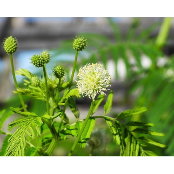 100 ILLINOIS BUNDLEFLOWER Prairie Mimosa Desmanthus Illinoensis Flower Seeds