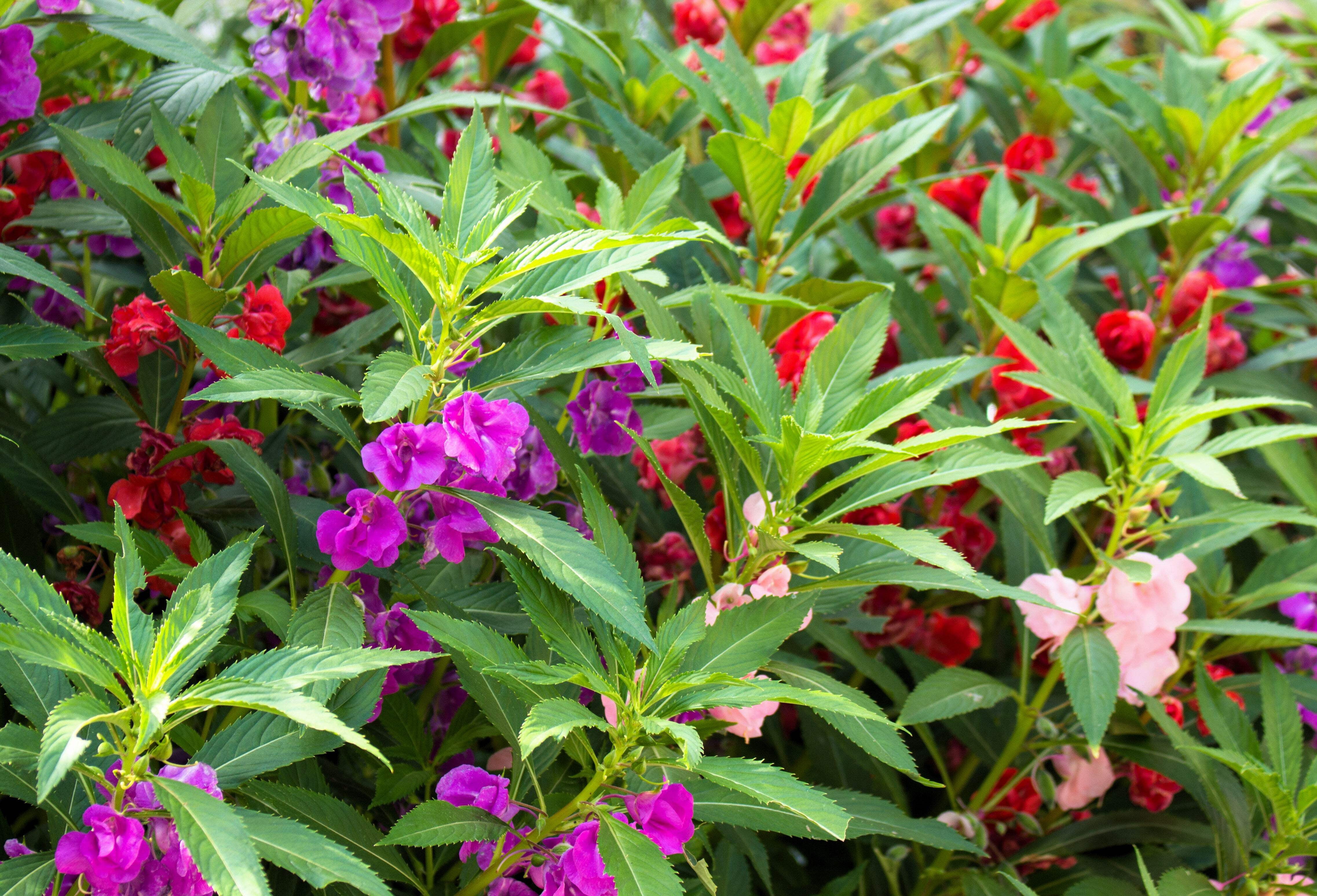 100 Impatiens Balsamina Flower Seeds - Balsam/Lady Slipper/Touch Me Not ...